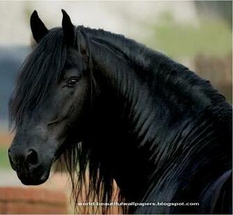 Friesian Horse Pictures