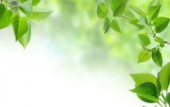 Leaves Wallpaper HD Pulse