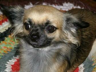 The Chihuahua Dog Desktop Wallpaper Pictures Online For Pc