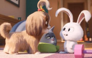 Wallpaper Cat Rabbit Puppy The Secret Life Of Pets