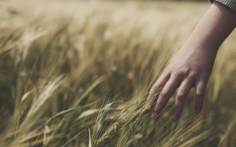 Wheat Field Wallpaper