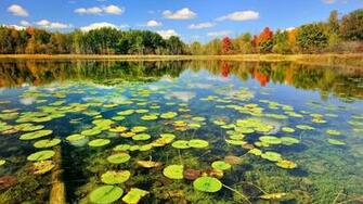 Pond Wallpaper