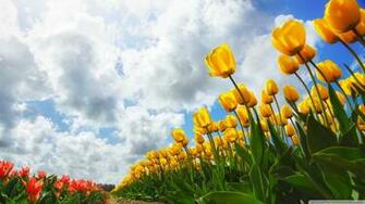 Spring Sky Photo Wallpaper
