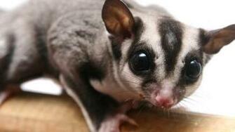 Sugar Glider Wallpaper HD