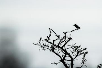 Hummingbird Silhouette Wallpaper Wednesday