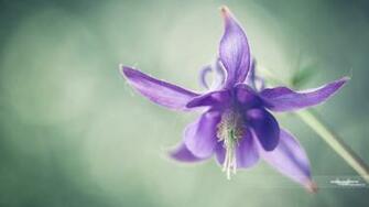 Home Nature Flowers Plants Purple Flower Desktop