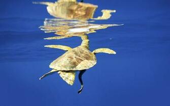 Sea Turtle Wallpaper