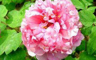 Peony Flower Macro Photography Wallpaper