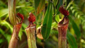 Tropical Pitcher Plant San Diego Zoo Animals Plants