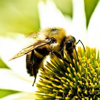 Bumble Bee iPad Wallpaper iPadflava