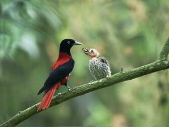 Animals World African Of Maroon Oriole Birds Photogallery