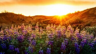 Wildflower Wallpaper Best