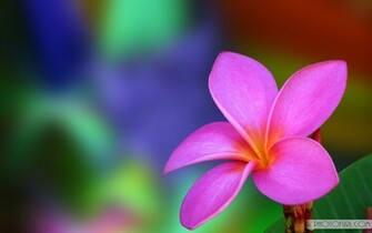 Screen Wallpaper Flower Computer Scenery Laptops