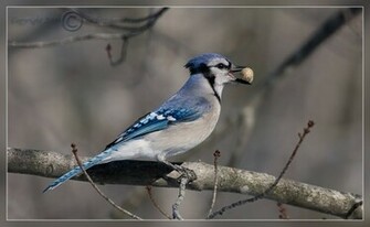 HD Desktop Wallpaper Blue Jay