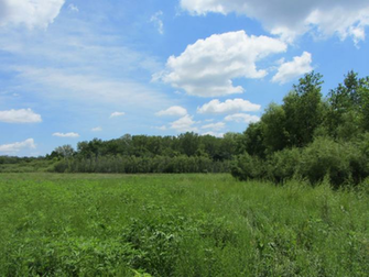 Pheasants Forever Wallpaper Linn County