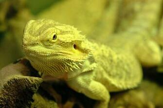 Bearded Dragon Desktop And Mobile Wallpaper Wallippo