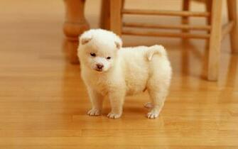 Cutest Puppy Wallpaper HD