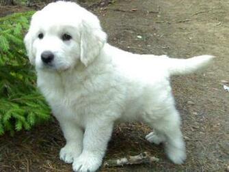 Polish Tatra Sheepdog Tentative Identification Dog Breeds Picture