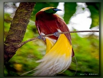 Birds Of Paradise Wallpaper For Desktop Wallpaperyork Brows Your