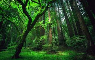 Amazon Rainforest Wallpaper