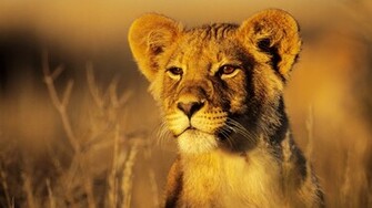 Lion Wallpaper HD Computer S