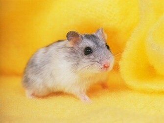 Funny Hamster Photo Wallpaper HD High Resolution