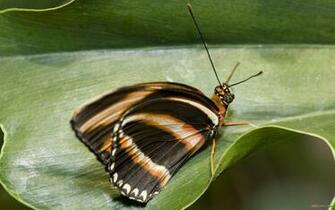 Pictures Butterfly High Resolution Desktop Wallpaper Pixel