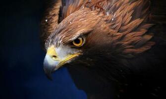 Golden Eagle Wallpaper