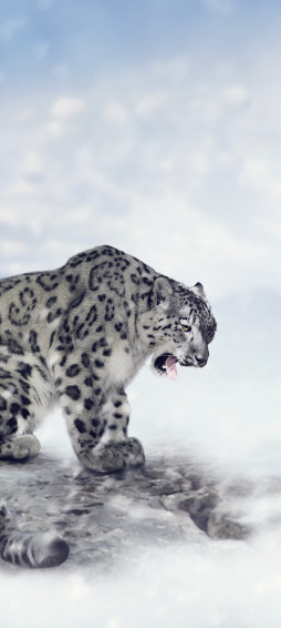Snow Leopard Background Wallpaper