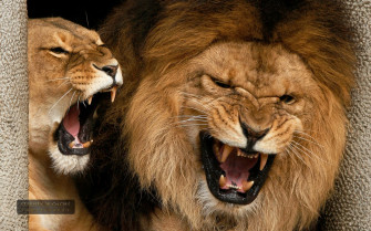 Lion HD Wallpaper African Lions Picture