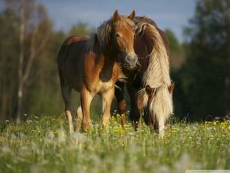 Horse In Meadow 4k HD Desktop Wallpaper For Ultra Tv