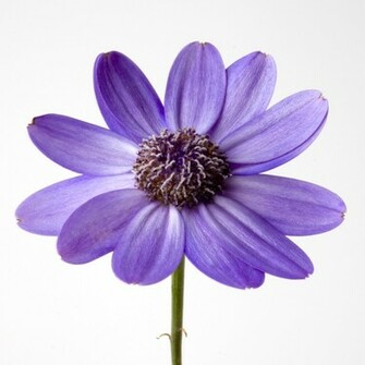 Purple Rose Flowers Background Flower