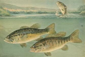 Largemouth Bass Wallpaper Wall Mural Self Adhesive Multiple Sizes