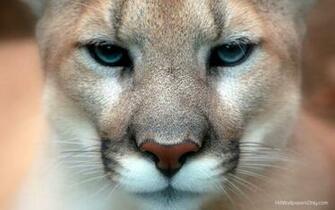 Desktop HD Wallpaper Mac Mountain Lion