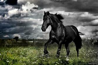 Friesian Wallpaper