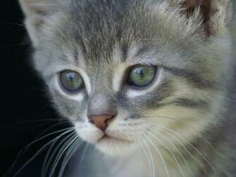 Cute Funny Furry Animals Nature Wallpaper