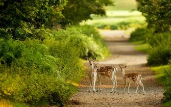 Deer Desktop Wallpaper Stag Background One HD Pictures