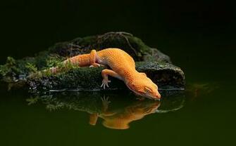 Lizard Water Reflection Gecko Wallpaper HD Desktop
