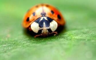 Desktop Wallpaper Gallery Animals Seven Spot Ladybird