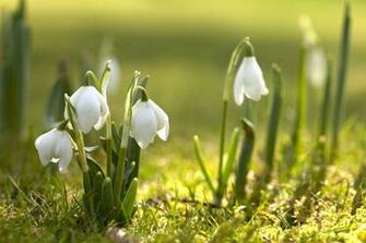 Spring Wallpaper Votes