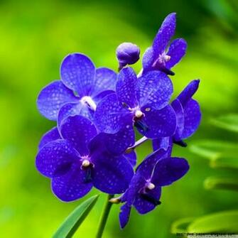 Orchid Photography Wallpaper Desktop Best HD