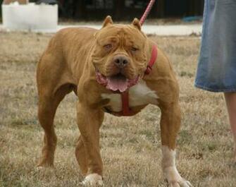 Pittbull Wallpaper Image