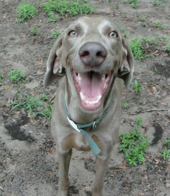 Weimaraner Dog Wallpaper In Pet Category