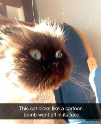 Cat Meme Picture Wallpaper
