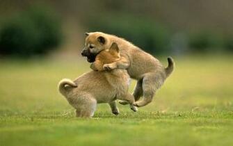 Wallpaper Animals For Desktop