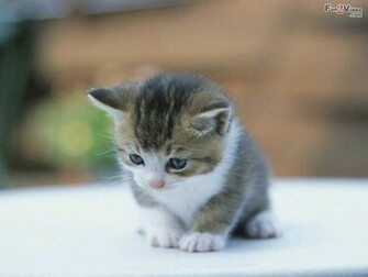 Cute Kitten Wallpaper