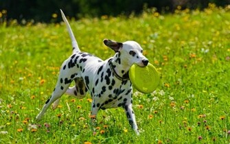 Dalmatian Wallpaper