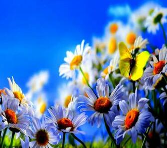 Live Wallpaper For Pc HD Photo Collection