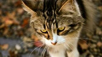 Close Up Cat 1920x1080p HD Wallpaper