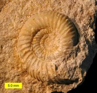 HD Wallpaper Leptosphinctes Sp Fossil From The Jurassic Period